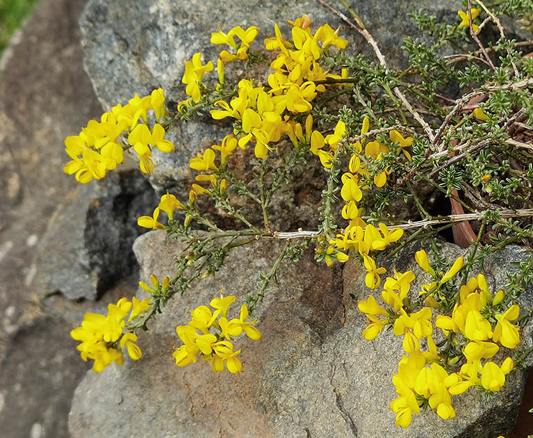 Anthyllis hermanniae 'Minor'